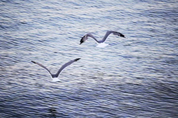 Gaivotas Litoral Perto Alghero — Fotografia de Stock