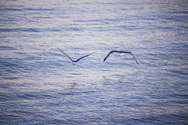 Gaivotas Litoral Perto Alghero — Fotografia de Stock