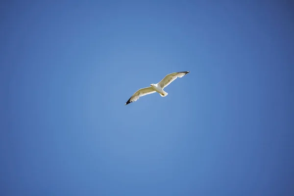 阿尔盖罗附近海岸的海鸥 — 图库照片