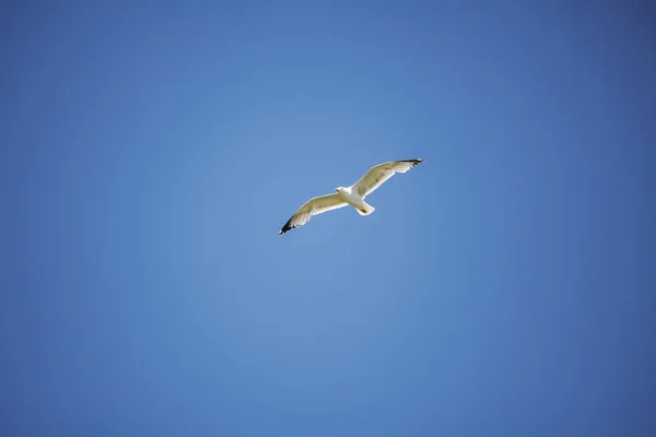 Gaviotas Costa Cerca Alghero —  Fotos de Stock