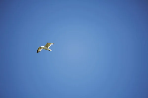 阿尔盖罗附近海岸的海鸥 — 图库照片