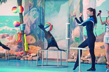 Kiev, Ukrayna - 20 Temmuz 2016: Dolphinarium kürk fokları performansını. Dalış