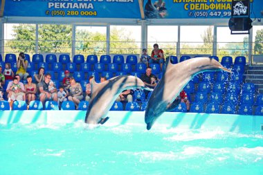 Kiev, Ukrayna - 20 Temmuz 2016: Dolphinarium dalış yunuslar performansını