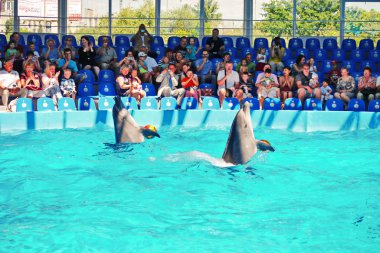 Kiev, Ukrayna - 20 Temmuz 2016: Dolphinarium dalış yunuslar performansını
