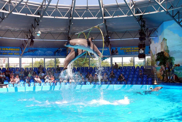 Kijów Ukraina Lipca 2016 Wydajność Delfinów Delfinarium Nurkowanie — Zdjęcie stockowe