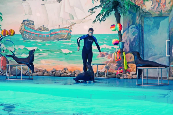 Kiev Ukraine July 2016 Performance Fur Seals Dolphinarium Diving — Stock Photo, Image