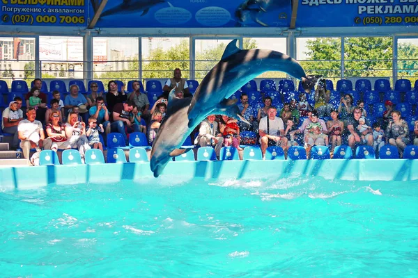 Kijów Ukraina Lipca 2016 Wydajność Delfinów Delfinarium Nurkowanie — Zdjęcie stockowe