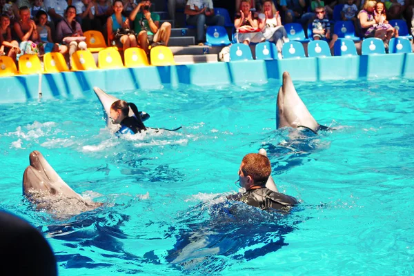 Kiev Ukraine July 2016 Performance Dolphins Dolphinarium Diving — Stock Photo, Image