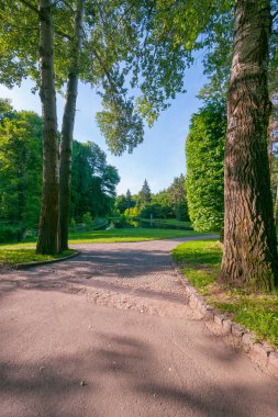 bir orman yolu uzun yeşil ağaçlar, güneşli havalarda ve mavi gökyüzü, çevrili gölün balıkçılık ve piknik Turizm rekreasyon yere yürüyor