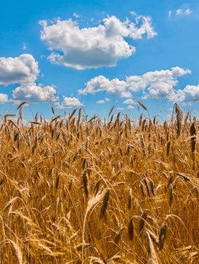 Altın kulakları ile kabarık bulutlar mavi gökyüzü arka plan üzerinde olgun buğday. Hasat zamanı