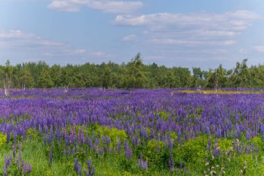 güneşli bir günde bir ormandaki bir çim ultramarine lupine kalın çiçeği ortasında genç huş ağacı