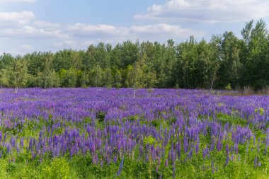 Hafif mor acı bakla çiçekler ağaçlar arka planı yeşil çimenlerin üzerinde büyüyen ile güzel bir glade noktalı.