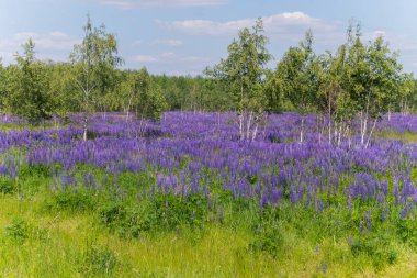 Kır çiçekleri yeşil çim ve Genç çiçekli ağaç arka plan üzerinde güzel küçük mor çiçek