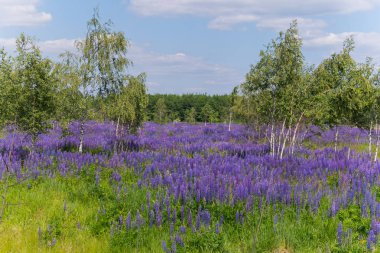 Yeşil orman zemin karşı sarışın ağaç gölgesinde güzel kır çiçekleri
