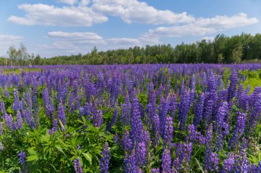 Mor yüksek mum arka planı yeşil ağaçlar ve mavi gökyüzünde kayan bulutları acı bakla çiçeklerin muhteşem halı.