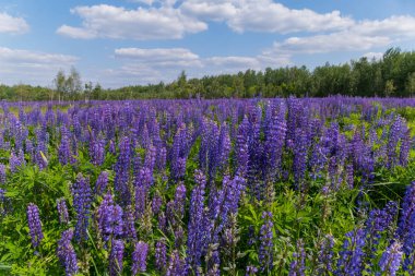 mavi bir bulutlu gökyüzü altında yeşil ağaçlar çevrili bir çayır üzerinde mor benekli çiçekler. dinlenme, piknik