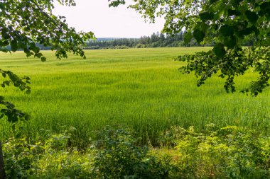 açık bir gün ortası iğne yapraklı plantasyonda ile yeşil alan