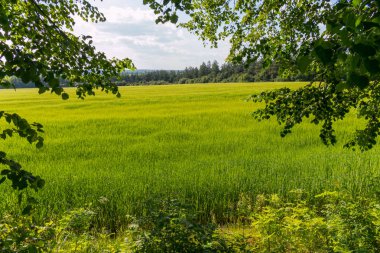 Yeşil çayır yemyeşil çim ve kayan bulutları mesafe ile güzel bir görünüm