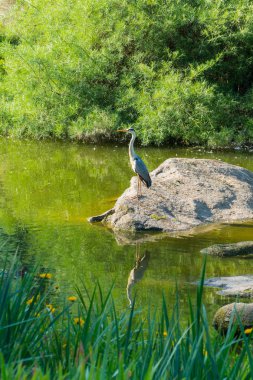 Vinç taş Nehri'nin üzerinde duruyor. Yeşil çalılık