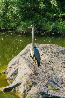 uzun bir vinç rezervuarlar arasında bir taş üzerinde duran geçenler gözlemler