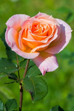 bir krem gül yaprakları, yeşil çim bir arka plan üzerinde bir portakal çiçeği