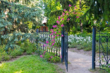 bir çit bir arka plan beyaz çiçekler ve ladin üzerinde mor çiçekler