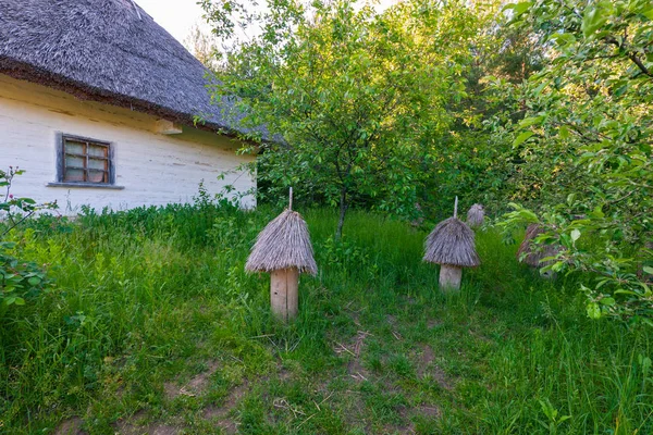Grün blühende Obstbäume im Garten bei der alten Ukrinsky-Hütte mit weißen Wänden und Reetdach — Stockfoto