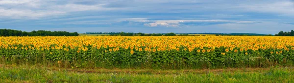 Panoramabild av ett stort fält med solrosor. Mot bakgrund av himlen de ser ut som en hel del Solar bländande deras gula ljus — Stockfoto