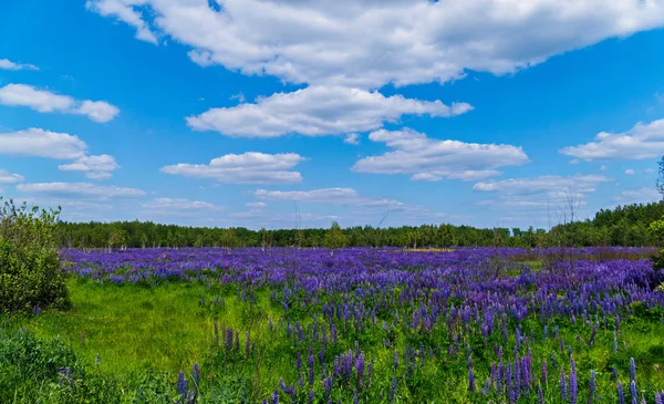 Un prato in mezzo ad un bosco verde, densamente piantato con fiori di lupino azzurro — Foto Stock