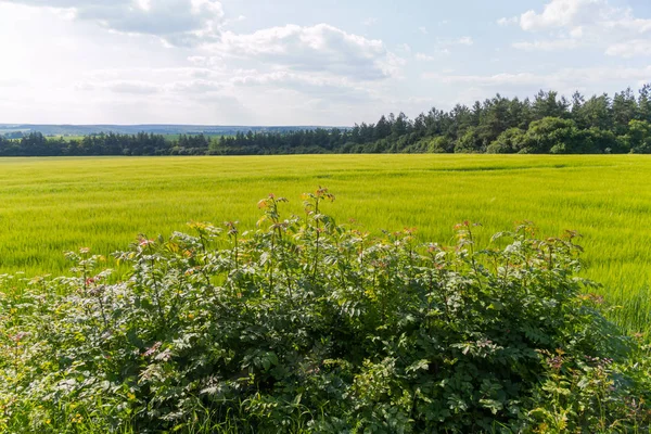 Prado verde de luxo em um fundo de árvores e um céu azul na distância — Fotografia de Stock