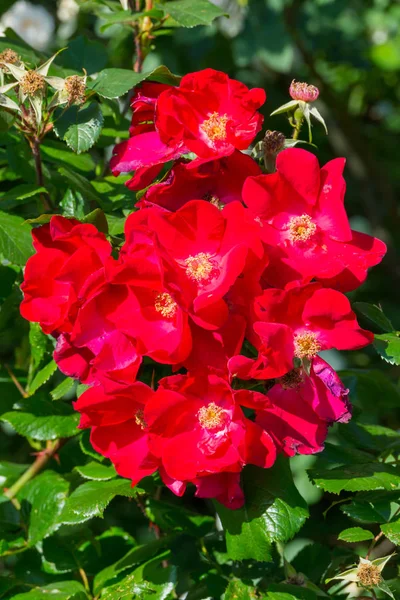 Arbusto bonito de rosas de espiga vermelha em um fundo de gramado verde — Fotografia de Stock