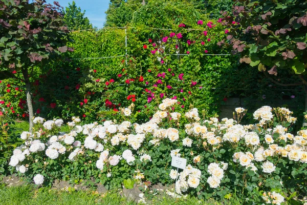 Багато червоних, білих, рожевих троянд в трояндовому саду серед зелених дерев — стокове фото