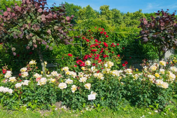 装饰花床与大量的白色和红色的玫瑰, 以及其他植物 — 图库照片