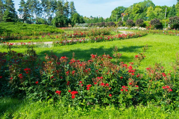 Shrubs of scarlet roses on the background of a grove at noon — Stock Photo, Image