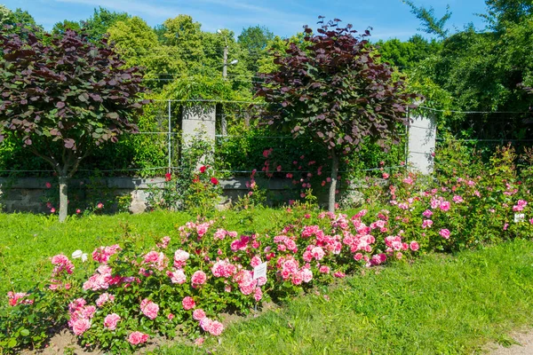 Pink triangles in a park on a flowerbed with green grass in the middle of a park where trees with burgundy leaves grow — Stock Photo, Image