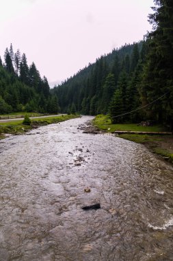 Fırtınalı bir nehir uzun iğne yapraklı ağaçlar ve yeşil dağların arka planı