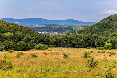 Bir köy köy ormandan başka bir strontone üzerinde otlatma sığır