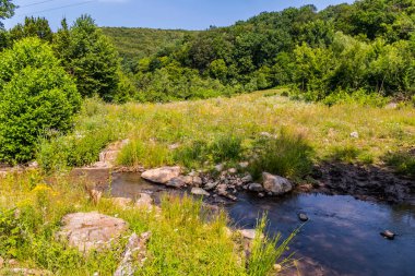 Hızlı bir dere iki shores yeşil güneşli orman manzara bölme