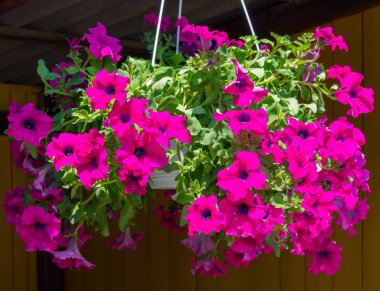 Güzel pembe petunyaların ve küçük yeşil yaprakları ile askıya alınmış beyaz vazolar