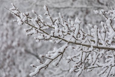 İnce bir dal ağaç beyaz karla kaplı. Onun ağırlığı altında biraz eğildi ve sağdaki soldaki rüzgarlar altında sallandı.