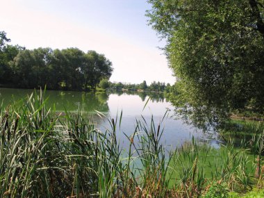 Güneş tarafından bir güzel yeşil orman bölge akan bir nehir sazlık