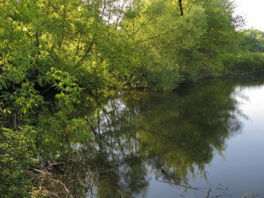 çiçek yaprakları su yüzeyi üzerine eğilmiş dallar