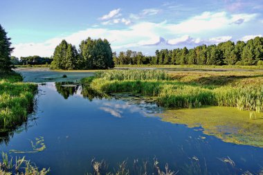 Yemyeşil ağaçlar ve küçük kıyı çalılıkları arka planı mavi şeffaf nehir kanalı