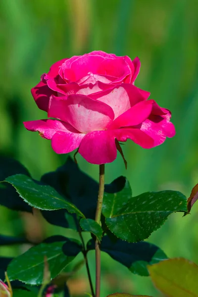 Känsliga och ömtåliga rose på en tunn stam — Stockfoto