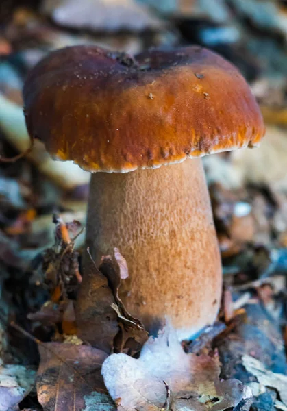 A beautiful and strong white mushroom in fallen autumn leaves — Stock Photo, Image