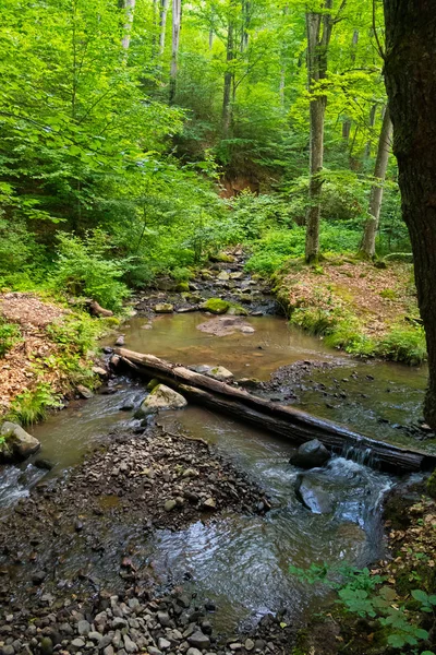 Eine flache Waldquelle mit Steinen und einem Damm in Form eines umgestürzten Baumstamms — Stockfoto