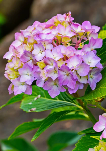Bir dal çiçek pembe çiçek. Küçük, yeşil böcek boyunca onun tatlı nektar tarar — Stok fotoğraf