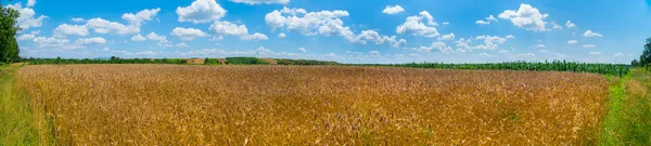 Золотые Колосья Пшеницы Бесконечной Синевой Небесного Океана — стоковое фото