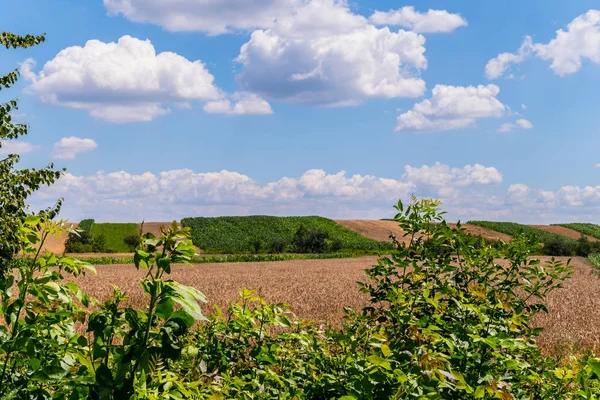 Am Horizont des mit verschiedenen Pflanzen bepflanzten Feldes mit blauem bewölkten Himmel — Stockfoto
