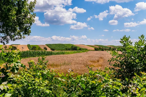 Campos escénicos con árboles caducifolios verdes contra un cielo azul con nubes blancas — Foto de Stock